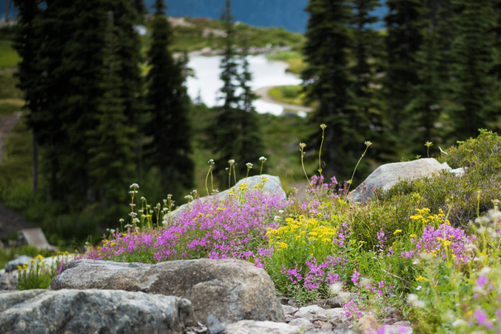 Leave no trace hiking - image of wild flowers and rocks with woods in the background