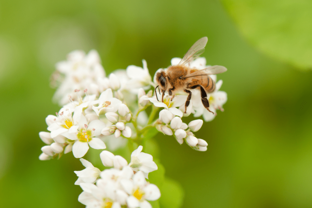 Bee on a flower