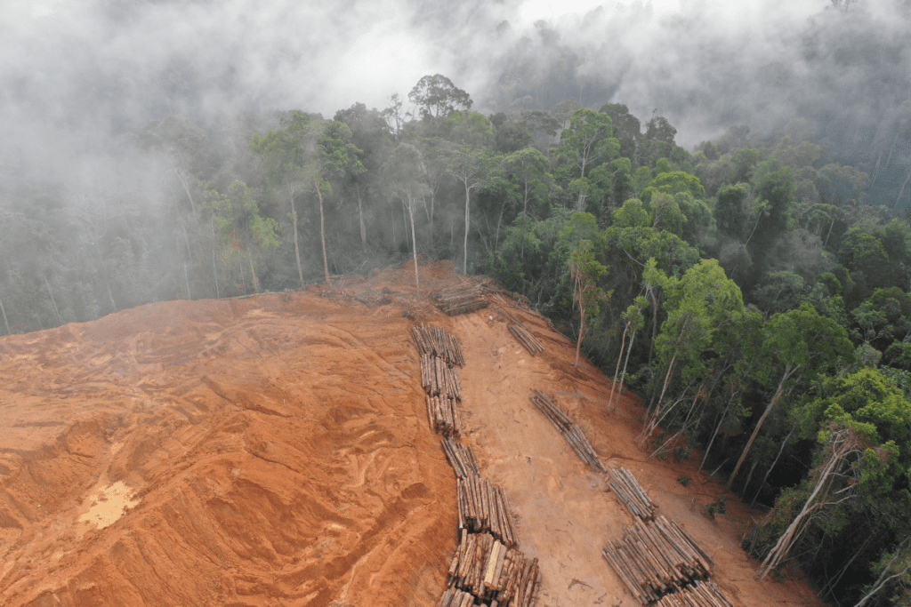 Deforestation Solutions 