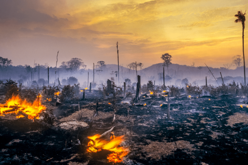 Deforestation Solutions - Cut and Burn