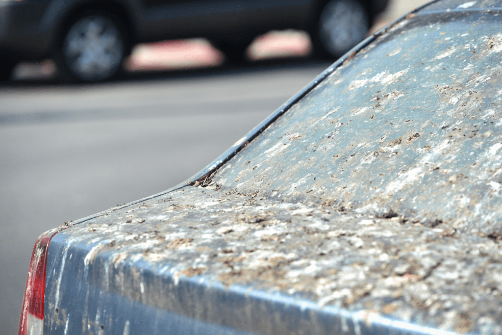Eco-friendly Pest Control - Car covered in bird waste