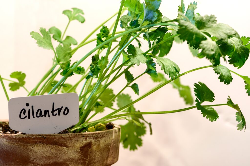 Cilantro