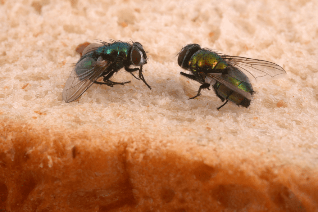 Eco-friendly Pest Control - Flies