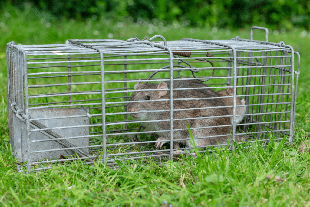 Eco-friendly Pest Control - Rat in a humane cage trap