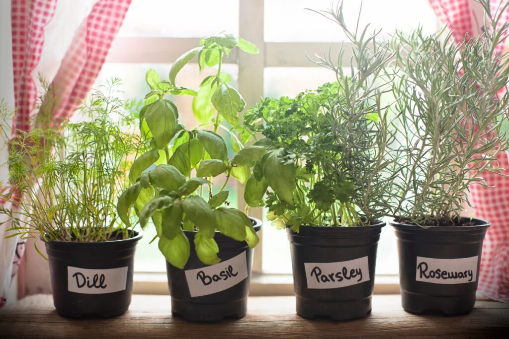 Kitchen Herbs in Pots