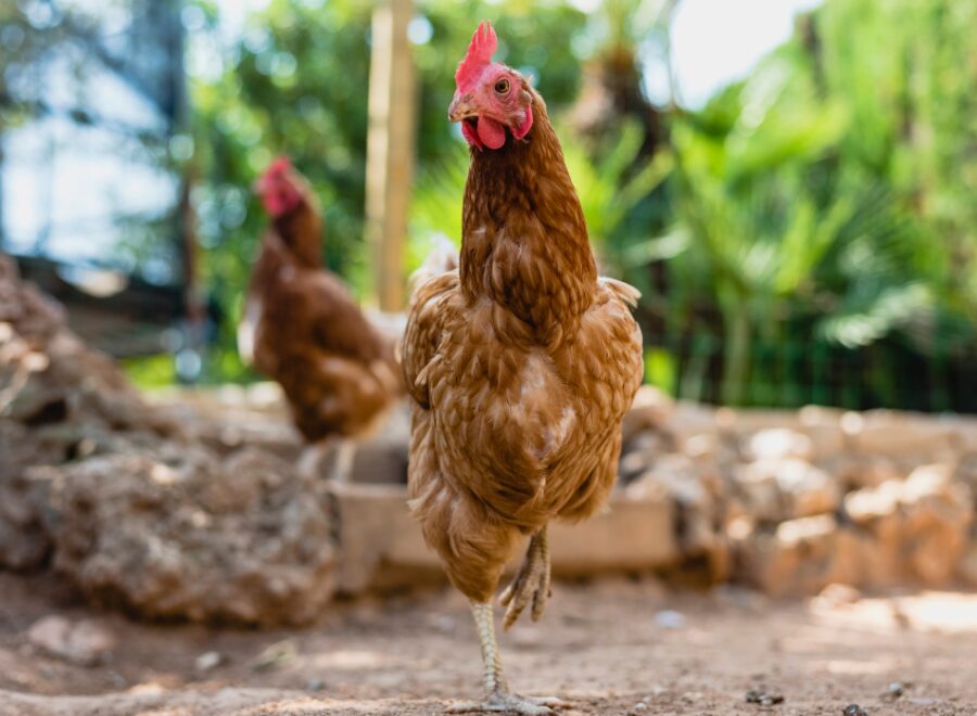 Chicken