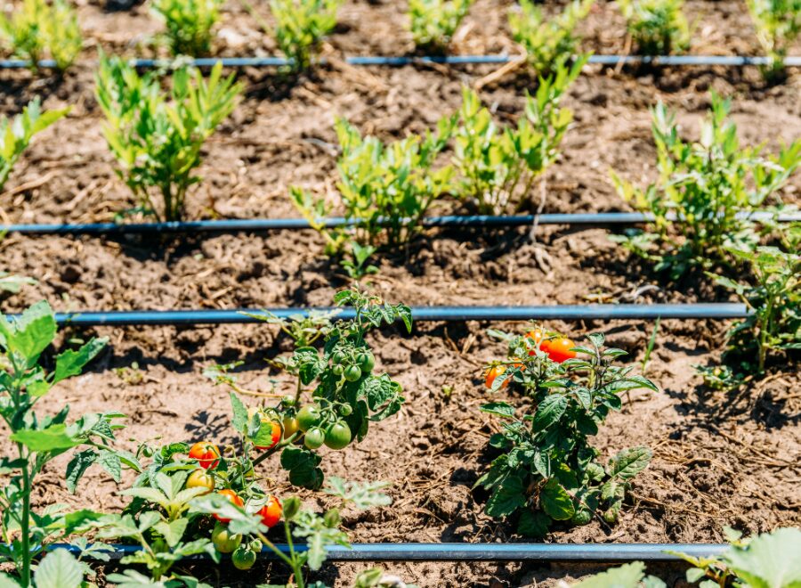 irrigation system