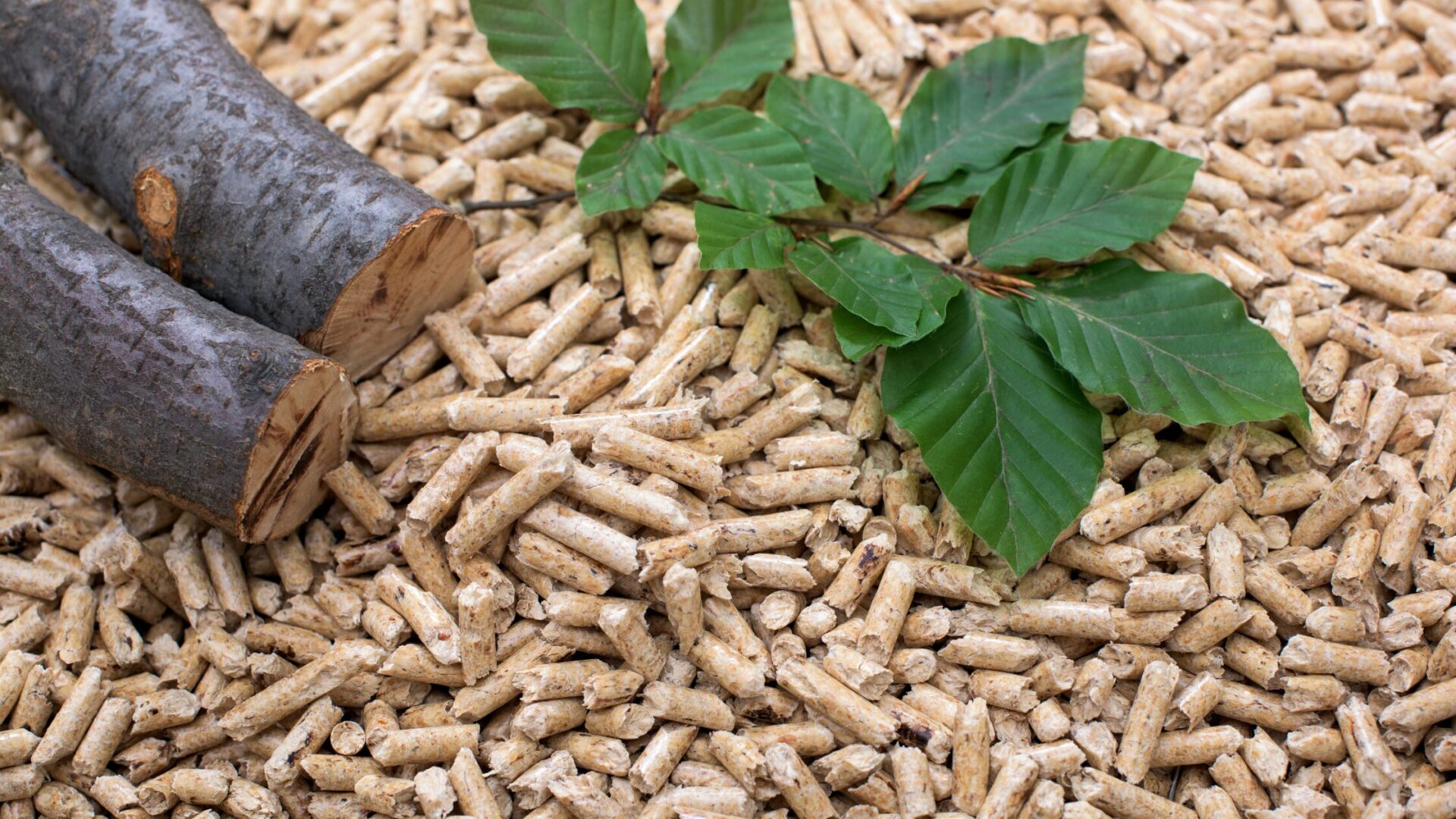 Wood chips for renewable diesel 