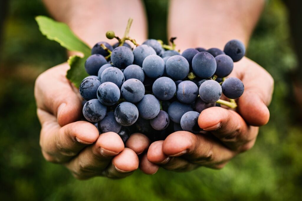 A handful of fresh grapes