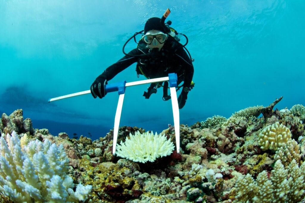 An environmental marine science student wearing scuba diving suit under the water, and coral reefs.