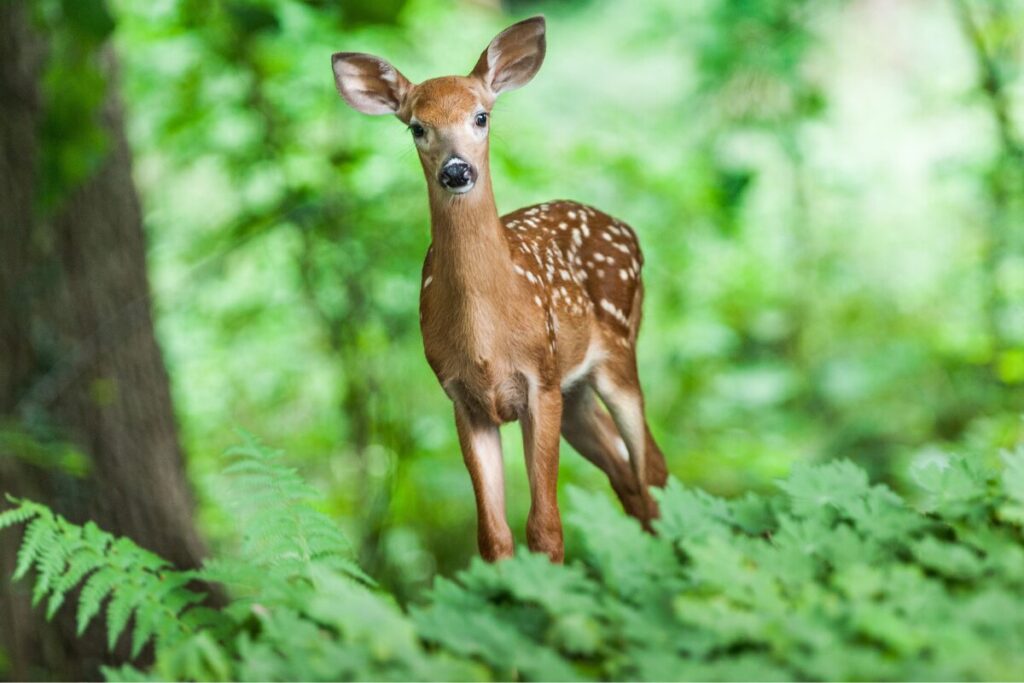 A deer in the forest
