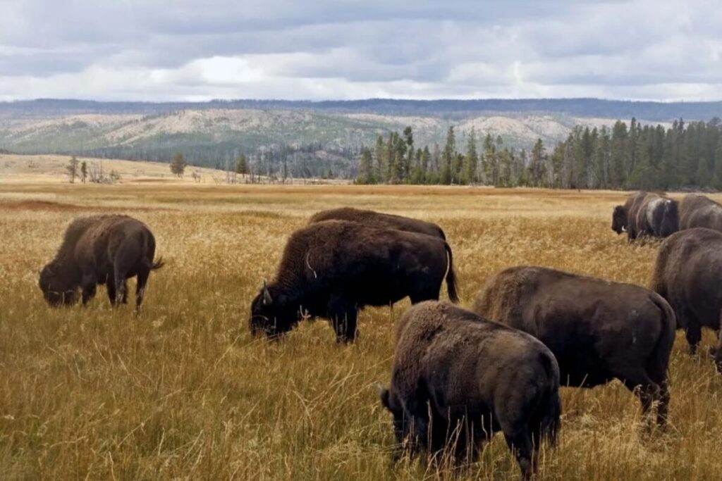 Group of bison grazing in Yellowstone National Park