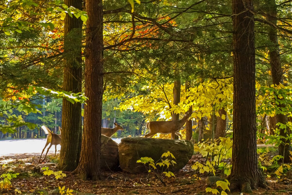 A group of deers in the forest