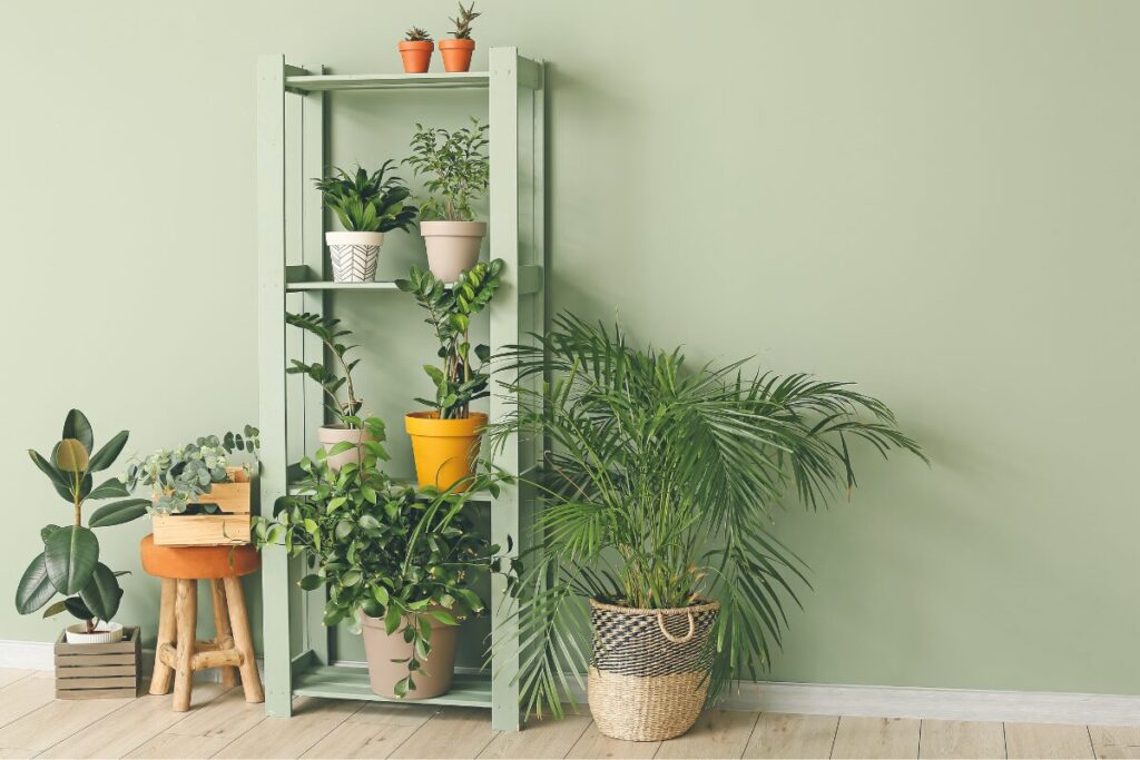 House plants