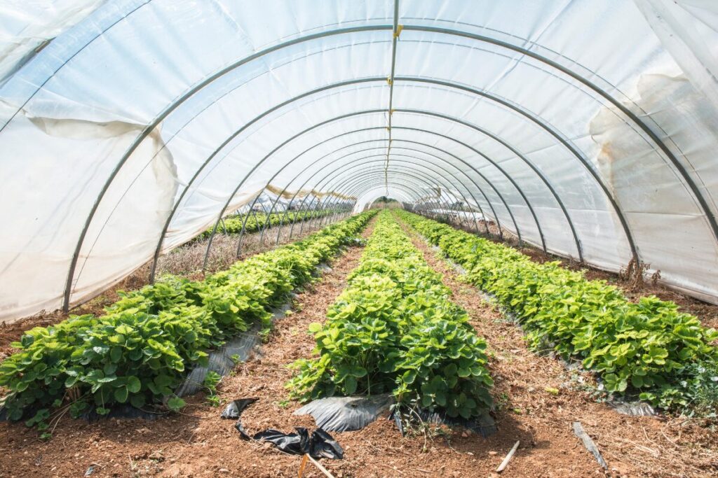 vegetables growing in a green house