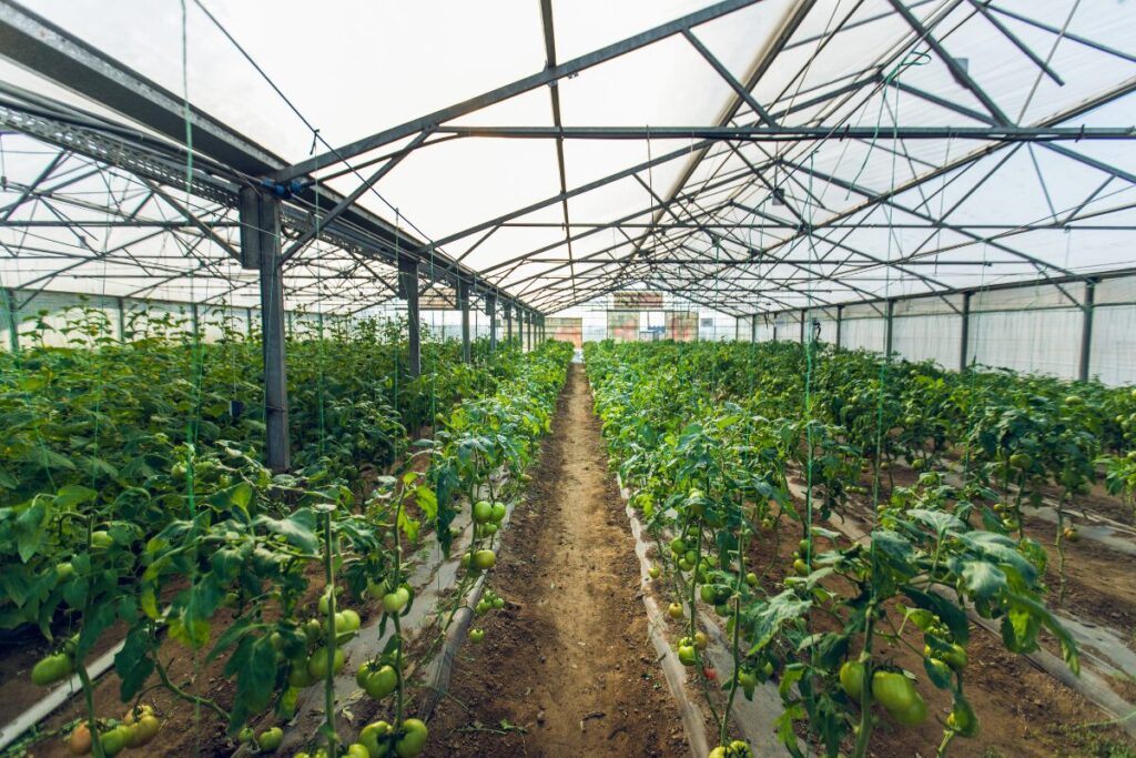tomatoes growing in a green house