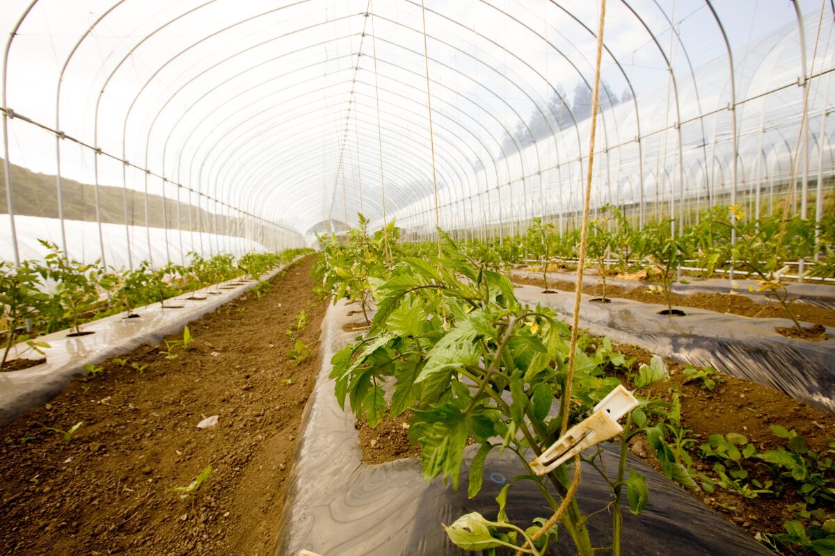 Solar-Powered Greenhouse