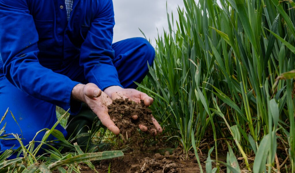 Man crouched besides crops, holding soil in his hands