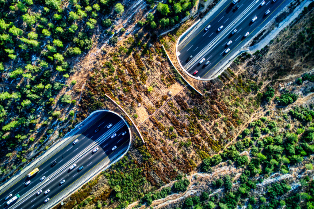 Highway Wildlife Crossing