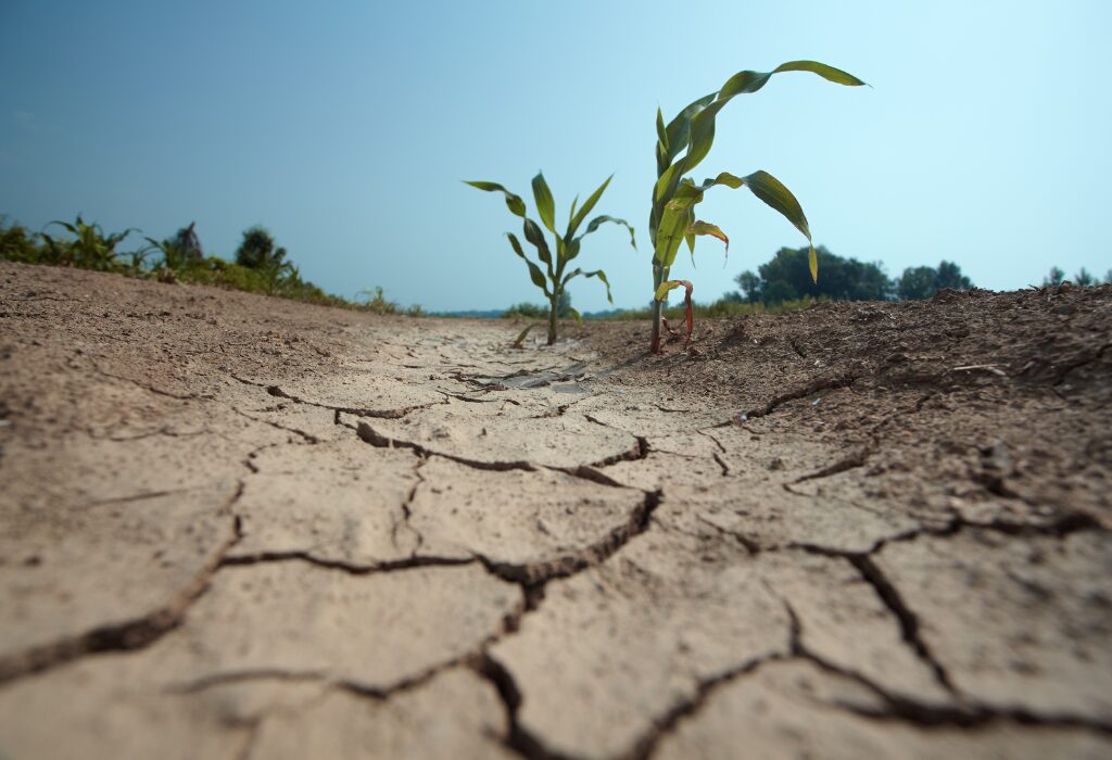 drought-affected crops