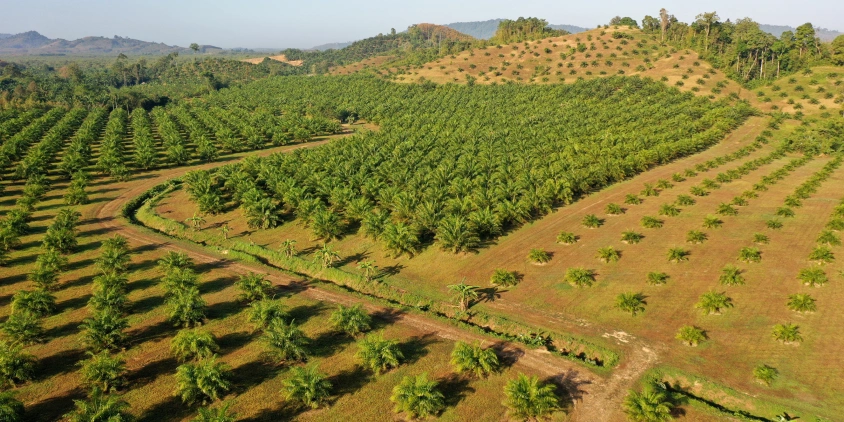 EOS data analytics oil-palm-plantation.png