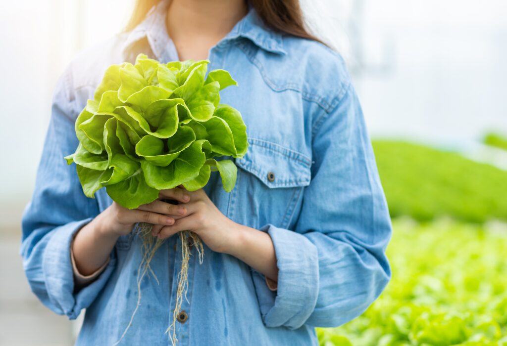 Woman holding hydroponic lettuce