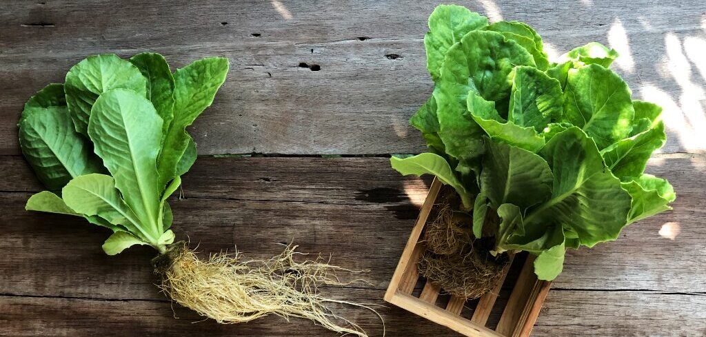 hydroponic vegetables