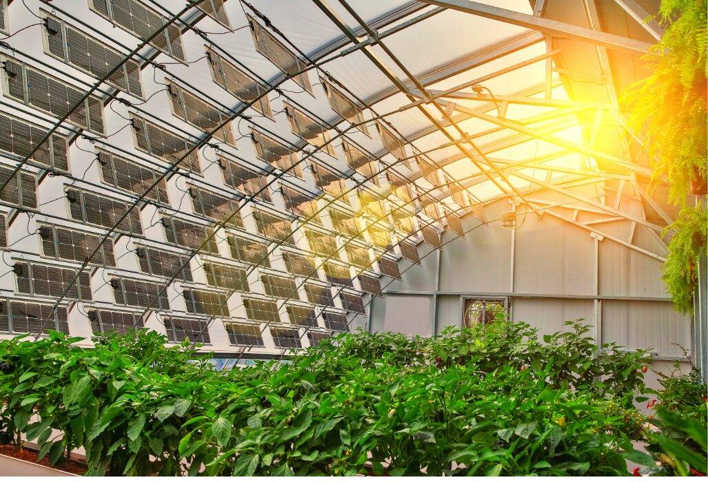 Agrivoltaics farming 2
