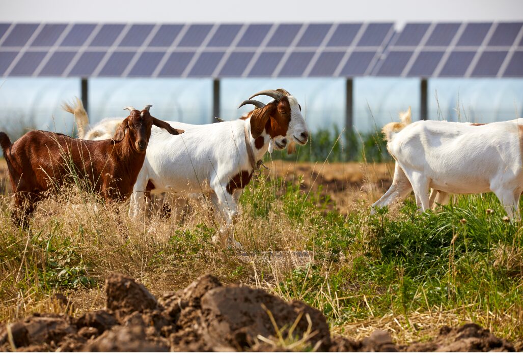 Agrivoltaics farming