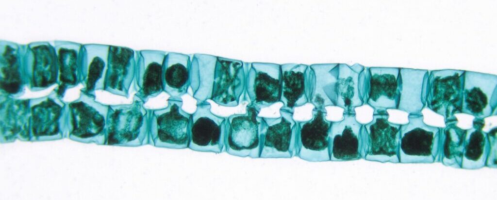 Quantum Dot Solar Cells and Bioconjugation
