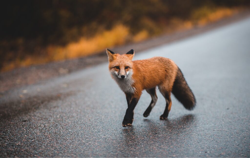 responsible driving carbon footprint wildlife protection