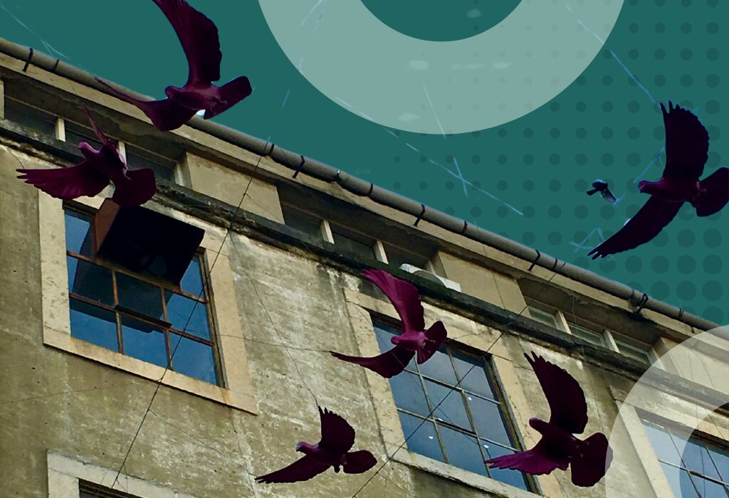Climatesort Feature Image bird friendly glass