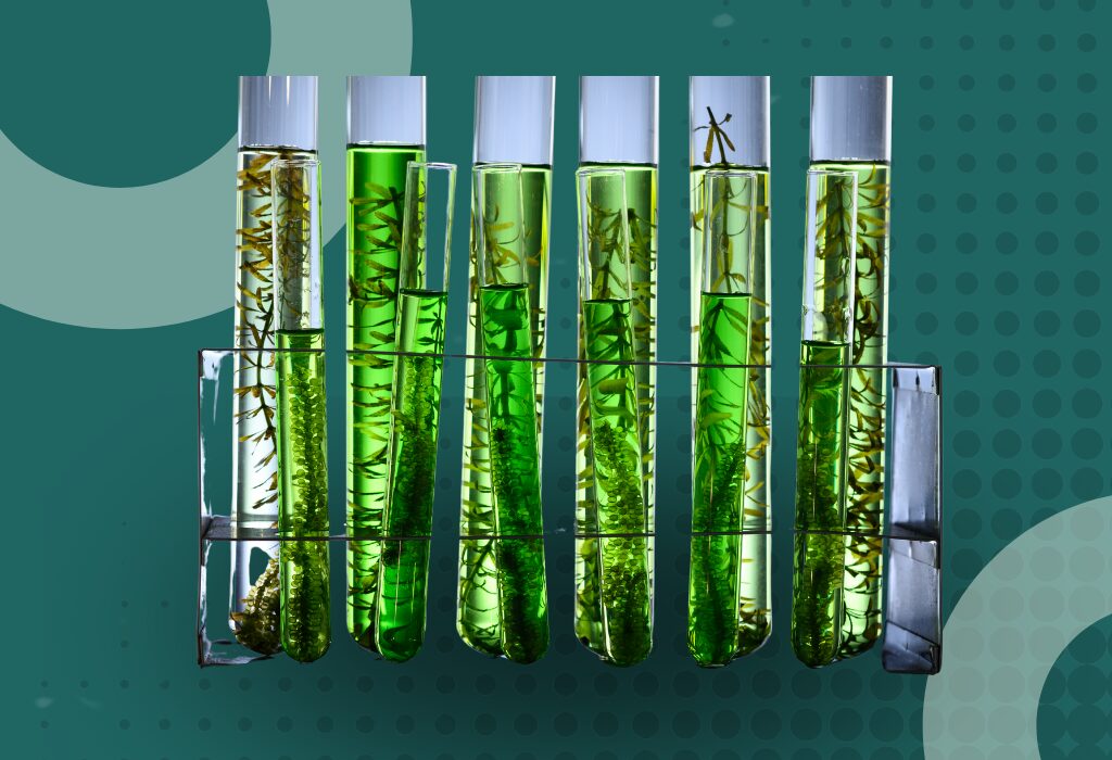 Algae Biofuel Feature Image