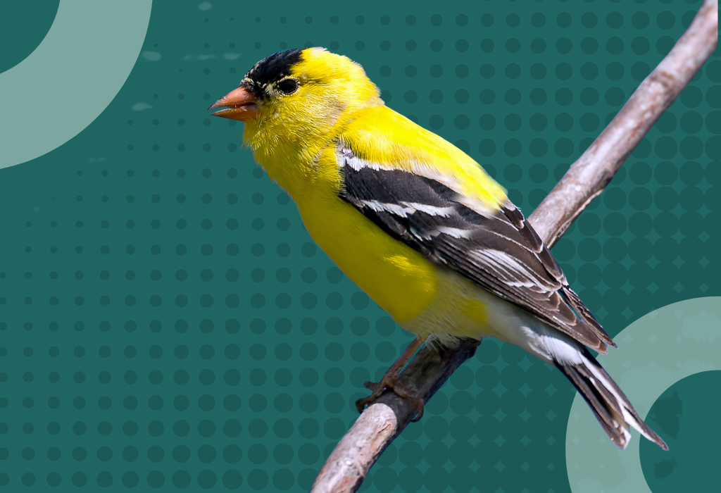 a weaver bird on a branch - protect local wildlife